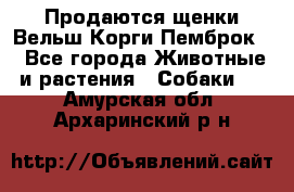 Продаются щенки Вельш Корги Пемброк  - Все города Животные и растения » Собаки   . Амурская обл.,Архаринский р-н